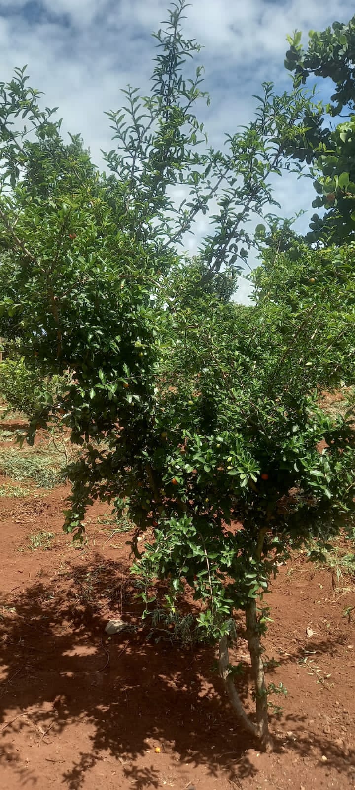 WhatsApp Image 2025-10-10 at 11.20.23 (10)