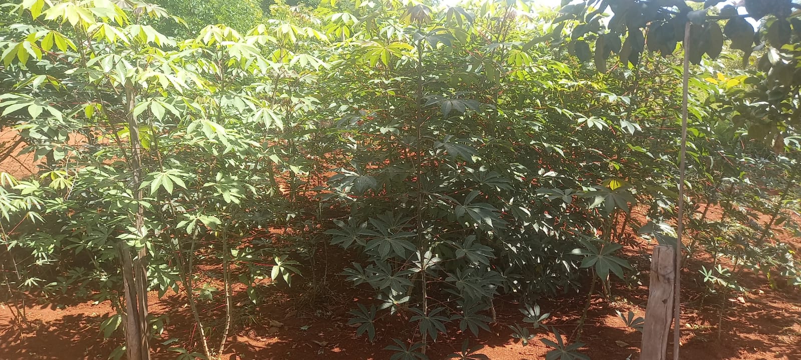 WhatsApp Image 2025-10-10 at 11.20.23 (3)