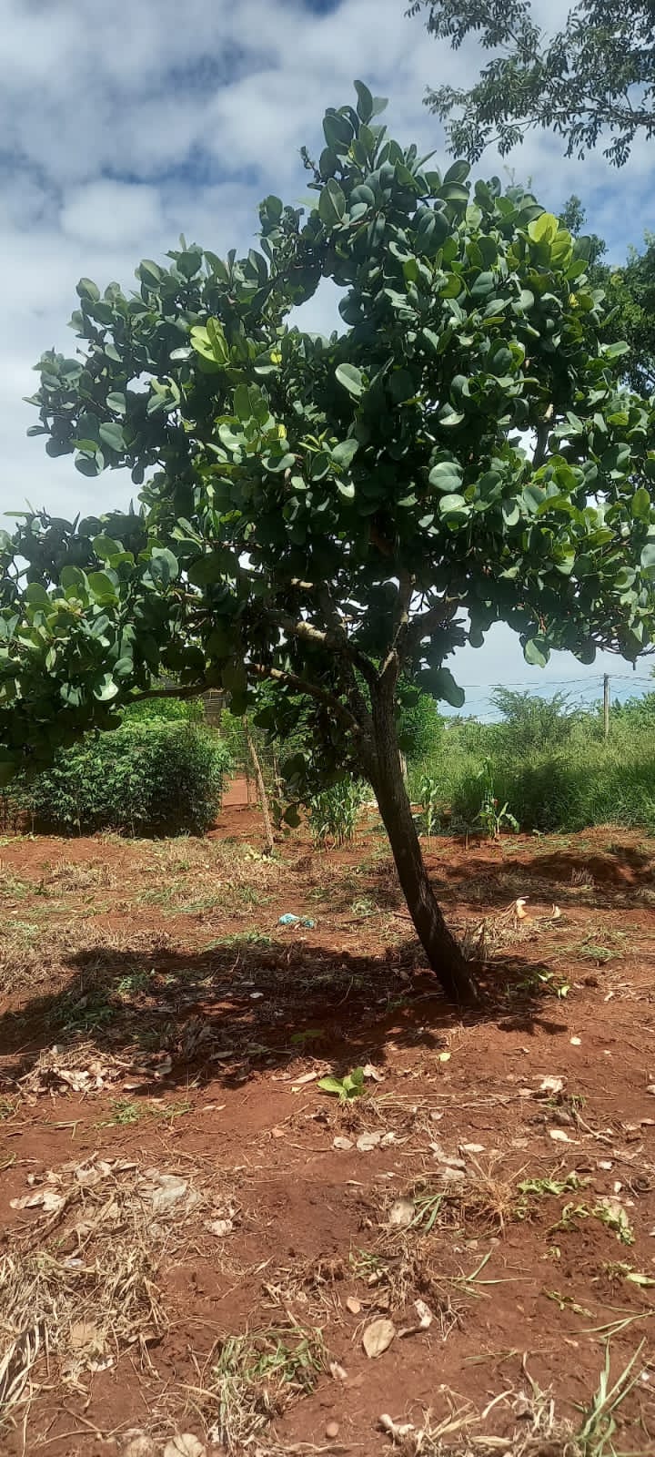 WhatsApp Image 2025-10-10 at 11.20.23 (7)