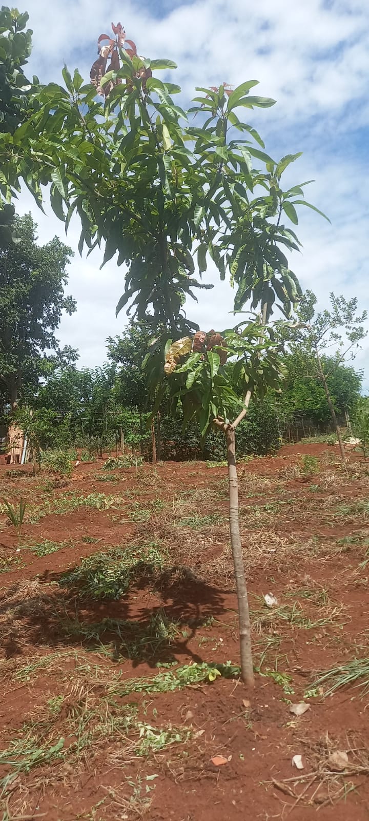 WhatsApp Image 2025-10-10 at 11.20.23 (8)